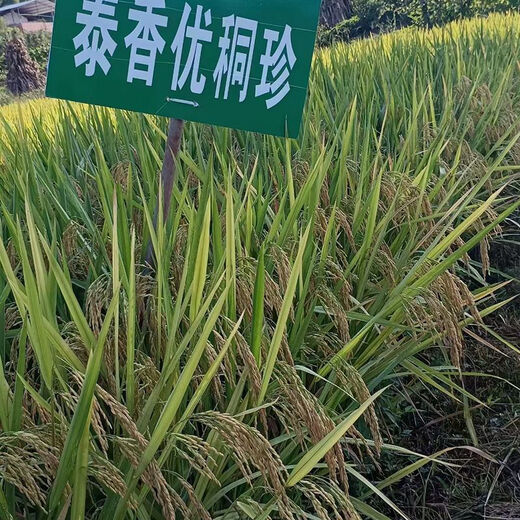 Original new species of Taixiang Youjiazhen, large spike fragrant rice, Thai fragrant rice with strong fragrance, long grain fragrant new rice seeds, new species of Taixiang Youjiazhen, 1Jin Jin is equal to 0.5kg *5 bags, original factory