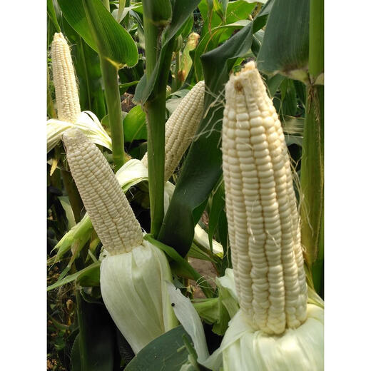 Молочные фрукты, семена кукурузы, клейкие семена риса, белая сладкая хлопающая мякоть, сладкая весна, лето, осень, четыре сезона, личинки кукурузы, сладкая 488, каменный сахар, хлопающая мякоть, семена кукурузы из молока, 100 г оригинал