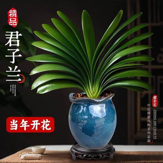 Large pot of Clivia potted plant, rare and national treasure-level flower seedlings, green plant, round-headed monk, indoor living room, easy to grow in all seasons. Large seedlings bloom in the same year. 12-14 leaves + soil. Free fertilizer.