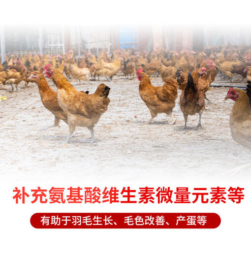Jinpai Chao National Animal Protection Chicken Free Range Chicken Mountain Laying Hen Compound Premix Multidimensional Amino Acid Trace Elements 5Jin Jin is equal to 0.5kg, packed 50Jin Jin is equal to 0.5kg bag, 5 bags are relatively heavy, send logistics