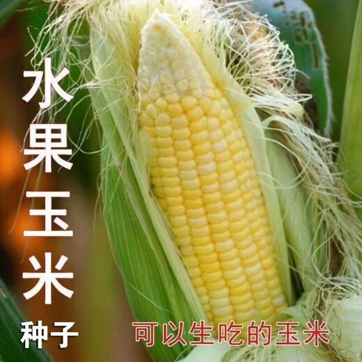 National Approval Fruit Corn Seeds Fresh Sweet and Crisp National Approval Sweet Corn Seeds Farmhouse Garden Vegetables National Approval Fruit Corn Seeds 1 pack of about 50 pieces