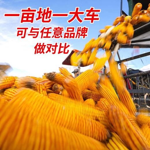 Zhangye, Gansu Wholesale high-yielding nationally approved Zhengdan 958 corn seeds, short stems, large sticks, lodging and pest resistance Zhengdan 958 nationally approved corn seeds 1Jin Jin equal to 0.5kg 1 bag