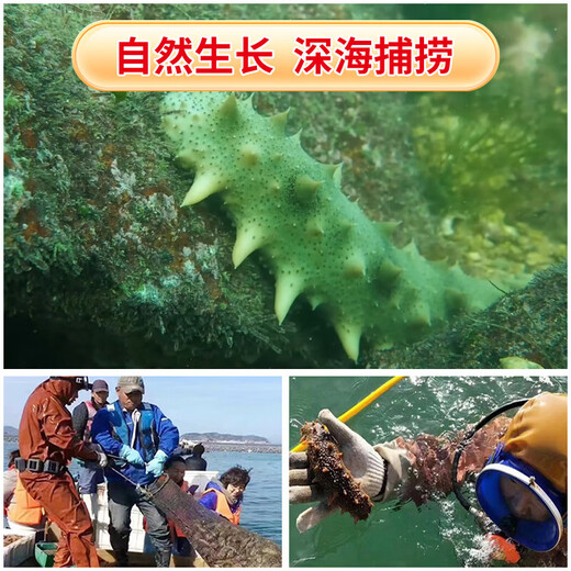 即食底播零添加刺参，固形物80%/滋补500g/8-20头/单装更方便 8-12头/斤 500g不买会亏