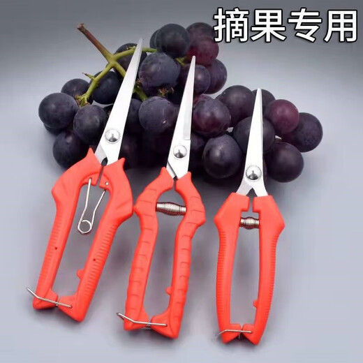 Thickened stainless steel fruit picking scissors elbow scissors for picking tomatoes and citrus scissors gardening pitaya pruning shears Stainless steel pruning scissors - large - 1 piece