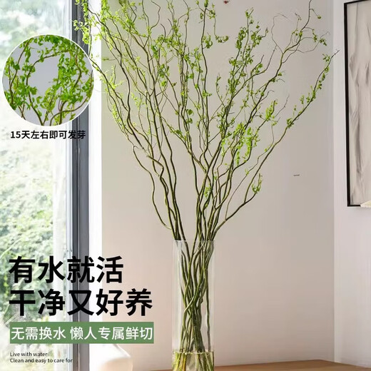 Dragon Willow Fresh Branches Hydroponic Plant Snow Willow Dried Branches with Flower Buds Willow Branches Living Room Green Plants Flowers Indoor Potted Plants Easy to Grow Chinese Style Hanging Clock Selected 5 branches of Dragon Willow 1 meter high (soaked in water to grow leaves)