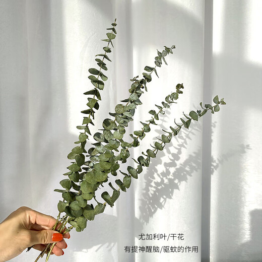 Eucalyptus leaf dried flower bouquet, natural air-dried branches, light luxury creative DIY decorative material ornaments, original color eucalyptus