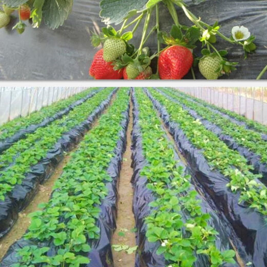 Silver and black two-color mulch film, thickened waterproof white film and black film, reflective mulch film covering weeding and moisturizing plastic film for agricultural use 10Jin Jin equals 0.5 kg 1.2 silk silver and black mulch film 0.6 meters wide