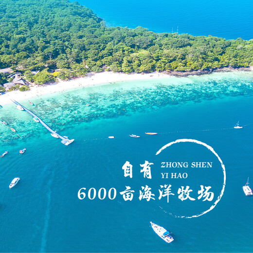 即食底播零添加刺参，固形物80%/滋补500g/8-20头/单装更方便 8-12头/斤 500g不买会亏