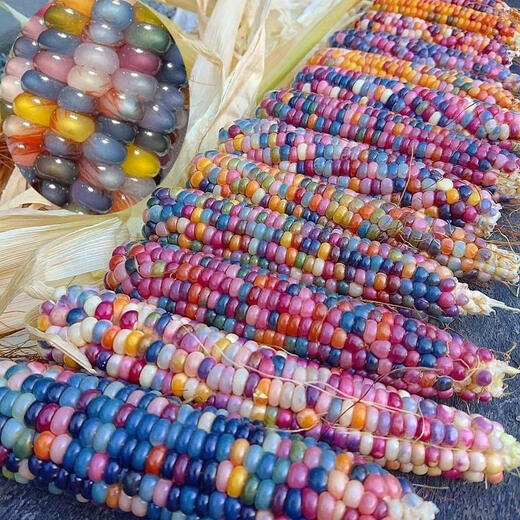 Семена кукурузы с разноцветными стеклянными драгоценными камнями, красочные культурные игрушки, съедобные семена восковой кукурузы, семена для посадки детей, разноцветные семена кукурузы с драгоценными камнями, 20 разных цветов.