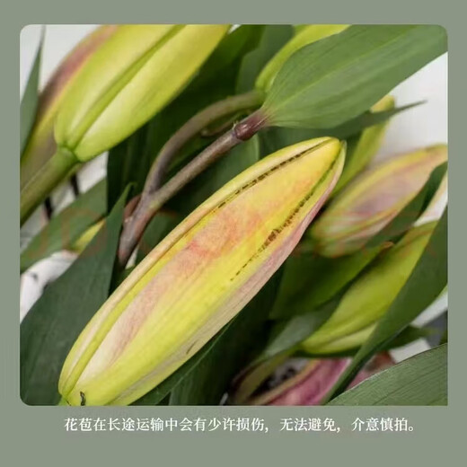 Perfume Lily Flower Shop's Same Style Chinese Valentine's Day Gift Flowers Yunnan Base Straight Hair Mix and Match Fresh Cut Flowers 1 Random Special Price Lily 9 Flowers (Variety and Color Not Specified)