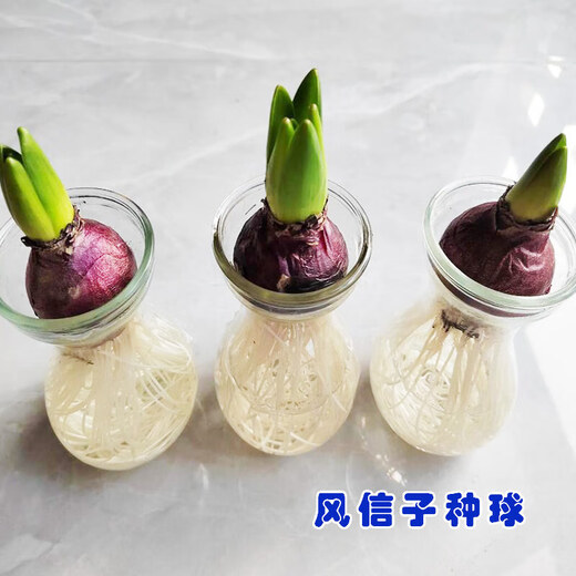 Imported hyacinth seed bulbs, large ball hydroponic office soil culture potted plants, winter cold-resistant flowering, easy to grow flowers for novices, blue pearls, circumference 16/17cm