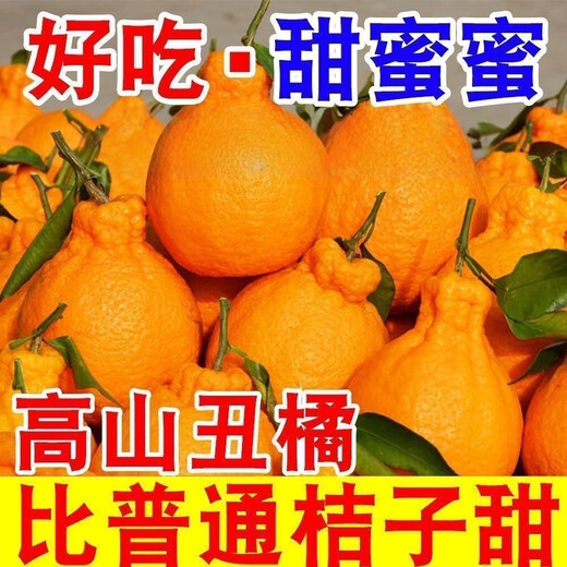 Echte Sichuan Shiranui Ugly Orange, frische Früchte der Saison, gepflückt, volle Box mit Box 10Jin Jin entspricht 0,5 kg