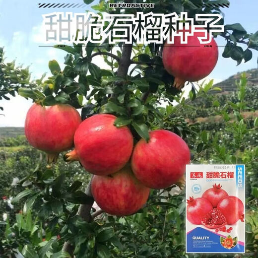 Sweet Crisp Pomegranate Seeds Pure Sweet Pomegranate Seedlings for South and North Planting Cold-resistant Balcony Garden Potted Ground Planting Seeds Sweet Crisp Pomegranate Seeds 5 packs of about 251 capsules