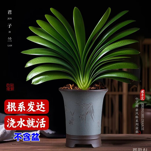 Large pot of Clivia potted plant, rare and national treasure-level flower seedlings, green plant, round-headed monk, indoor living room, easy to grow in all seasons. Large seedlings bloom in the same year. 12-14 leaves + soil. Free fertilizer.