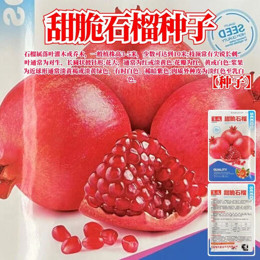 Sweet Crisp Pomegranate Seeds Pure Sweet Pomegranate Seedlings for South and North Planting Cold-resistant Balcony Garden Potted Ground Planting Seeds Sweet Crisp Pomegranate Seeds 5 packs of about 251 capsules