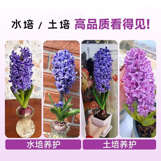 Imported hyacinth seed bulbs, large ball hydroponic office soil culture potted plants, winter cold-resistant flowering, easy to grow flowers for novices, blue pearls, circumference 16/17cm