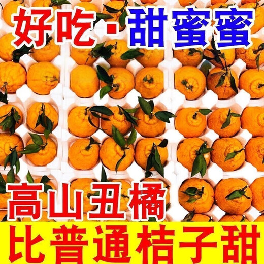 Echte Sichuan Shiranui Ugly Orange, frische Früchte der Saison, gepflückt, volle Box mit Box 10Jin Jin entspricht 0,5 kg