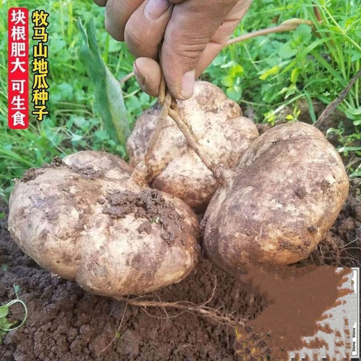 Early-maturing Muma Mountain Sweet Potato and Cold Potato Seeds Large Sweet Potato White Sweet Potato Kudzu High-yielding Spring and Autumn Sowing Fruit and Vegetable Seeds Muma Mountain Sweet Potato (Jingyam Seeds/Pack About 50 Pieces 5 Packs