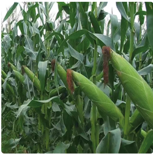 518 Высокоурожайные семена кукурузы Полная коллекция двойных клеток Устойчивость к полеганию и болезням Жесткие палочки Академия сельскохозяйственных наук Кукуруза 518 4200 зерен