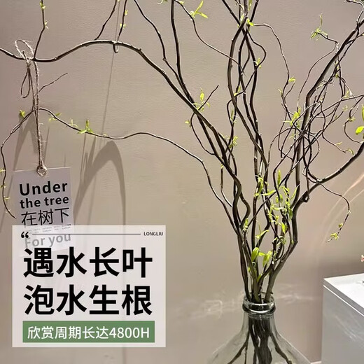 Dragon Willow Fresh Branches Hydroponic Plant Snow Willow Dried Branches with Flower Buds Willow Branches Living Room Green Plants Flowers Indoor Potted Plants Easy to Grow Chinese Style Hanging Clock Selected 5 branches of Dragon Willow 1 meter high (soaked in water to grow leaves)