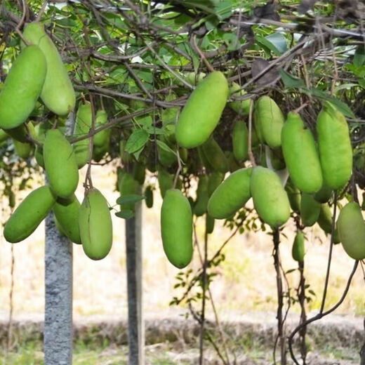 August melon, August fried seeds, new dietary fiber seeds, four-season climbing vines, balcony potted edible fruit seeds, August melon seeds/pack, about 20 capsules, 3 packs