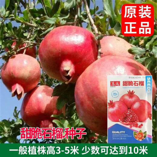Sweet Crisp Pomegranate Seeds Pure Sweet Pomegranate Seedlings for South and North Planting Cold-resistant Balcony Garden Potted Ground Planting Seeds Sweet Crisp Pomegranate Seeds 5 packs of about 251 capsules