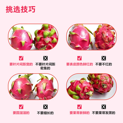 Jingxian Raw Guangxi Red Heart Pitaya Net Weight 4.5Jin Jin is equal to 0.5kg. Single fruit starts from 300g. Fresh Fruit Straight from the Source