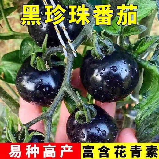 Sugar water black pearl black tomato seeds black persimmon small tomato seeds cherry tomatoes balcony potted fruit and vegetable seeds black gem tomato seeds 500 capsules/5 packs + fertilizer new seeds of the year