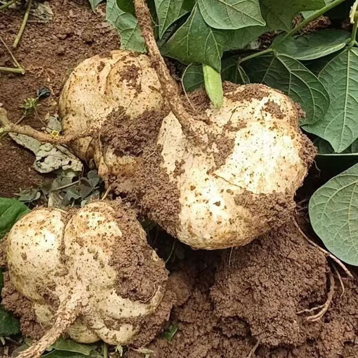 Early-maturing Muma Mountain Sweet Potato and Cold Potato Seeds Large Sweet Potato White Sweet Potato Kudzu High-yielding Spring and Autumn Sowing Fruit and Vegetable Seeds Muma Mountain Sweet Potato (Jingyam Seeds/Pack About 50 Pieces 5 Packs