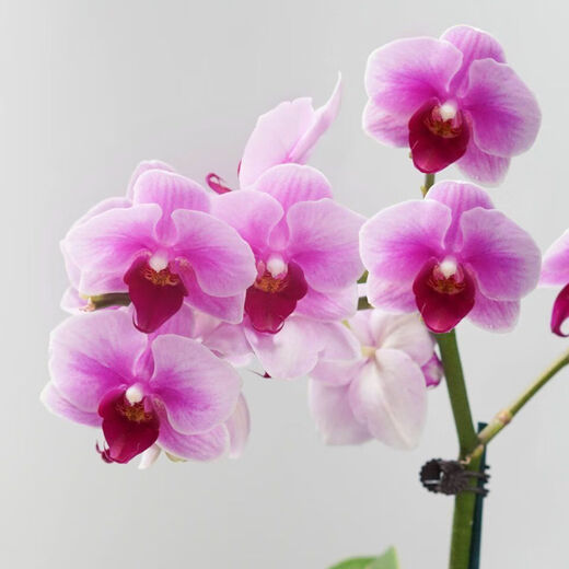 New Year's Eve Flowers Spring Festival Phalaenopsis Potted Flower Seedlings Desktop Decoration Flowers and Plants Good for All Seasons Green Plants New Year's Goods Pink Phalaenopsis with Small Resin UFO Set Pot