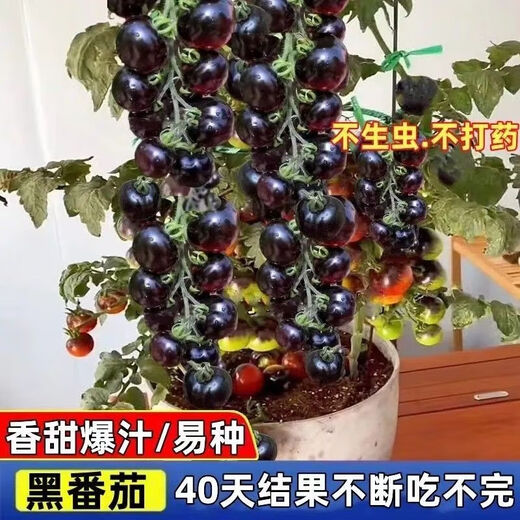 Black Tomato Seeds, Waterfall Tomatoes, Black Pearl Cherry Tomatoes, Small Tomato Seeds, Potted Cherry Tomato Fruit Seeds, Black Falls Cherry Tomato Seeds/pack, about 200 capsules, 3 packs