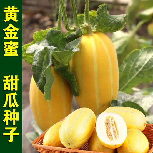 Golden dense melon seeds, melon dense seeds, Golden Road fruits, early maturing, high yield, disease resistance, extra large spring melon fruit seeds, golden dense seeds/pack, about 100 seeds, 1 pack