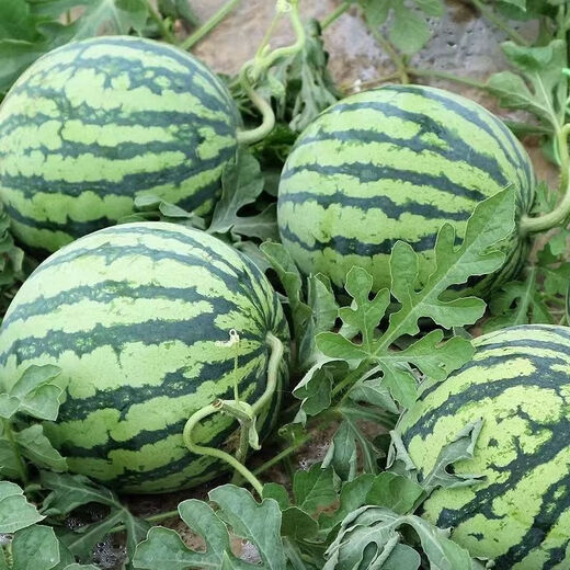 Jingxin No. 1 watermelon seeds, thin-skinned watermelon seeds, super sweet, early-maturing watermelon seeds, high-yielding farm garden watermelon seeds, Jingxin No. 1 seeds/pack, about 50 seeds, 5 packs