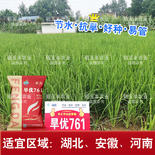 Dao Yufeng Agriculture Wassersparender dürreresistenter Reis Hanyou 761 Reissamen Spezieller hitzebeständiger Typ für Hochlandreis mit guter Wurzelsystementwicklung Hanyou 761 Hochlandreissamen 500 g 4 Beutel (kostenloses Reis-Geschenkpaket)
