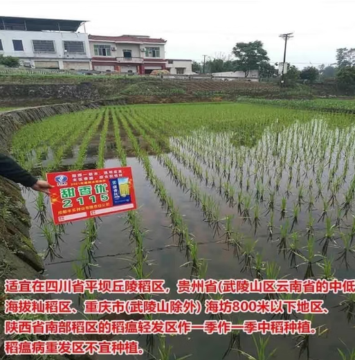 杂交国审水稻种子正品甜香优2115高产优质一级香米甜香长粒香谷种 甜香2115      2袋