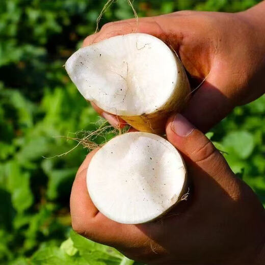 Hebei fresh white radish freshly dug sweet and crispy sand fruit radish carrot farm vegetable nutrition healthy nutrition fresh white radish 3.7-4 net weight