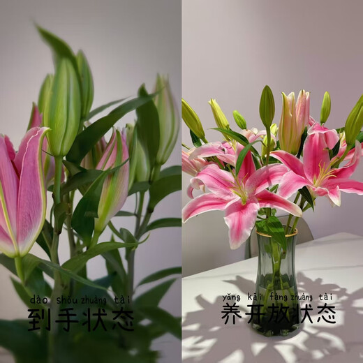 Perfume Lily Flower Shop's Same Style Chinese Valentine's Day Gift Flowers Yunnan Base Straight Hair Mix and Match Fresh Cut Flowers 1 Random Special Price Lily 9 Flowers (Variety and Color Not Specified)