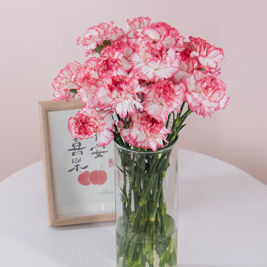 Carnation flowers holiday gift water-grown flowers for mom Yunnan flower base straight hair 10 random color carnations