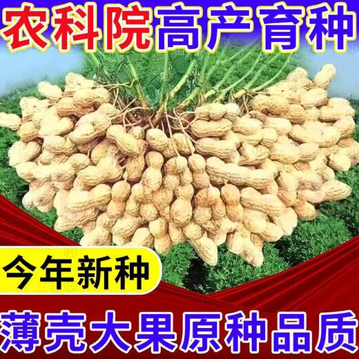 Haihua No. 1 Peanut Seed Academy of Agricultural Sciences New Variety Shelled Thin Shell Large Peanut Seed Thin Shell Peanut Seed Academy of Agricultural Sciences Original Seed 503g (1 Jin Jin is equal to 0.5 kg) (unpacked in bulk)