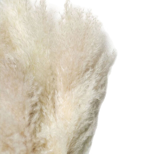 Large reed dried flower pampas grass decoration wedding pampas grass wholesale natural temu Xiyin ozon brown small reed 1