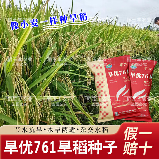 Dao Yufeng Agriculture Wassersparender dürreresistenter Reis Hanyou 761 Reissamen Spezieller hitzebeständiger Typ für Hochlandreis mit guter Wurzelsystementwicklung Hanyou 761 Hochlandreissamen 500 g 4 Beutel (kostenloses Reis-Geschenkpaket)