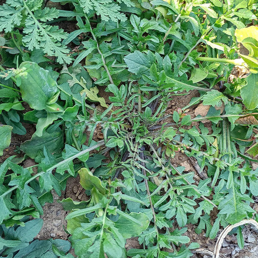 Shandong Shouguang vegetable seeds collection, coriander seeds, green vegetables, tomatoes, spinach, watermelon, shallots, lettuce, rapeseeds, 10,000 shepherd's purse seeds