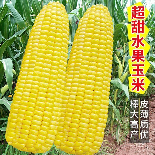 National Approval Fruit Corn Seeds Fresh Sweet and Crisp National Approval Sweet Corn Seeds Farmhouse Garden Vegetables National Approval Fruit Corn Seeds 1 pack of about 50 pieces