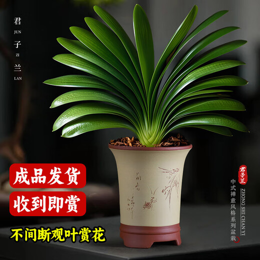 Large pot of Clivia potted plant, rare and national treasure-level flower seedlings, green plant, round-headed monk, indoor living room, easy to grow in all seasons. Large seedlings bloom in the same year. 12-14 leaves + soil. Free fertilizer.