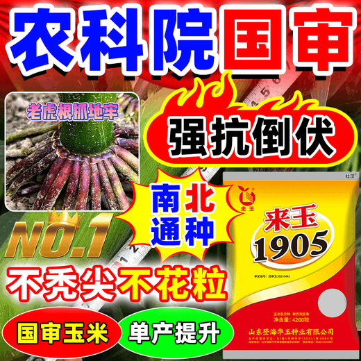 Wangyuanxing double-cob corn seeds, high-yielding, genuine short-stem, lodging-resistant, large-cob resistant to drought and floods, north and south genuine Academy of Agricultural Sciences corn seeds, five-purple and eight-resistance, high-yield, 4100 grains, single-seed high-yield model