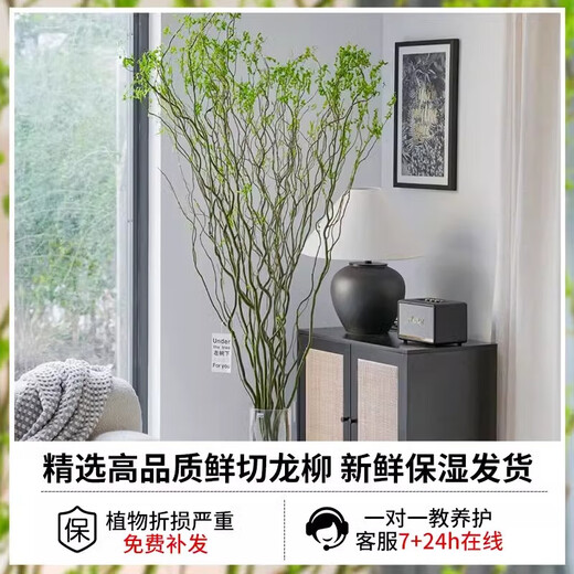 Dragon Willow Fresh Branches Hydroponic Plant Snow Willow Dried Branches with Flower Buds Willow Branches Living Room Green Plants Flowers Indoor Potted Plants Easy to Grow Chinese Style Hanging Clock Selected 5 branches of Dragon Willow 1 meter high (soaked in water to grow leaves)