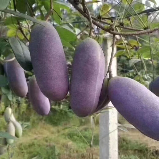 August melon, August fried seeds, new dietary fiber seeds, four-season climbing vines, balcony potted edible fruit seeds, August melon seeds/pack, about 20 capsules, 3 packs