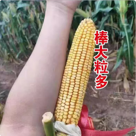 518 Высокоурожайные семена кукурузы Полная коллекция двойных клеток Устойчивость к полеганию и болезням Жесткие палочки Академия сельскохозяйственных наук Кукуруза 518 4200 зерен