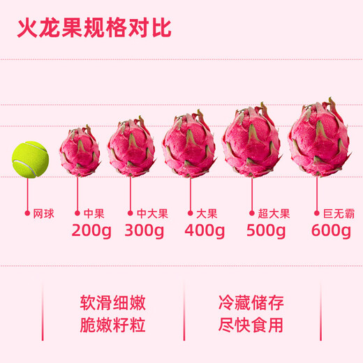 Jingxian Raw Guangxi Red Heart Pitaya Net Weight 4.5Jin Jin is equal to 0.5kg. Single fruit starts from 300g. Fresh Fruit Straight from the Source