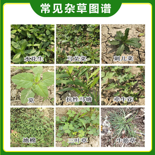 Powerful herbicide, rotten root and dead root herbicide, weed removal and wasteland orchard special herbicide, glyphosate wholesale, genuine glyphosate, 1 large barrel of 5kg